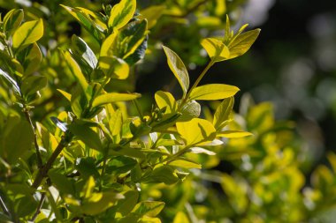 Güney Almanya kırsal Bahar Çiçeği yeşil çayır güneş mutlu günü