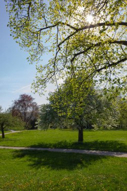 Park ağaçlar ve dalları ile yeşillik sprintime güneşli güney Almanya mutlu tarihi şehir ve sıcak Güney rüzgarları