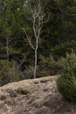 ağaçlar ve dalları Paskalya bahar tatil güneşli mavi gökyüzü sabah Güney Almanya kırsal kırsal kesimde yolculuk tutkusu