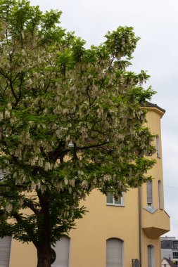 LimeTree dalları ve ilkbahar Güney Almanya'da çiçeği