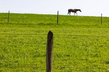 çit bahar üzerinde yeşil çim çayır, mera