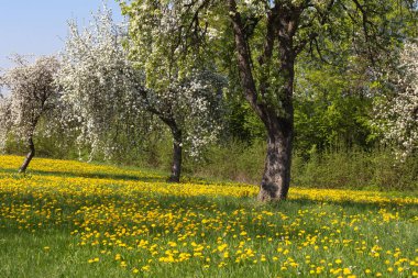Güney Almanya skay gün kırsal mavi Appletree karahindiba bahar çiçek açması çayırda