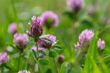 sprimgtime çayır çiçeği Güney Almanya'nın kırsal kırsal kesimde