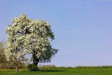 elma ağacı ile ufuk mavi gökyüzü güneşli bahar elma çiçeği yeşil çim gün çiçeği