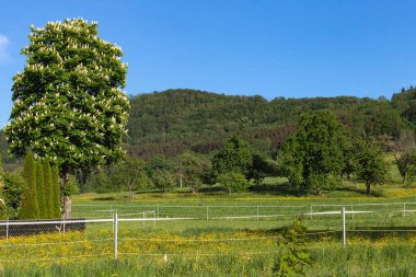 bahar mavi gökyüzü güney Almanya kırsal kesimde, çiçek açan limetree
