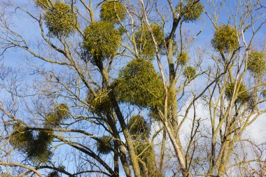 mavi gökyüzünde şehir Münih ve stuttgart yakınındaki güney Almanya kırsal kırsal Aralık advent güneşli günde ağaçta