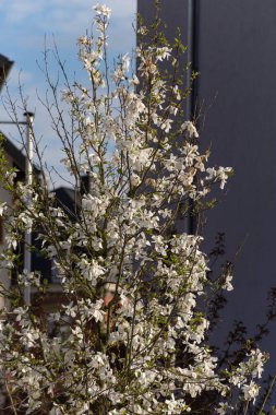 Bahar çiçeği şube Güney Almanya mutlu tatil rahatlatıcı tarihi şehir içinde şehir cepheler üzerinde ağacının sıcak güneşin tadını çıkarın