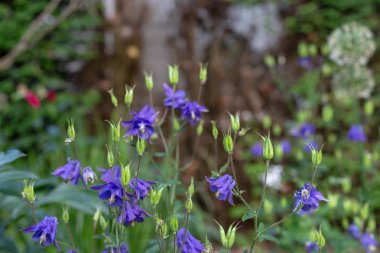 Güney Almanya tarihi kent schwaebisch gmuend yılında bahar şehir park renkli çiçekler