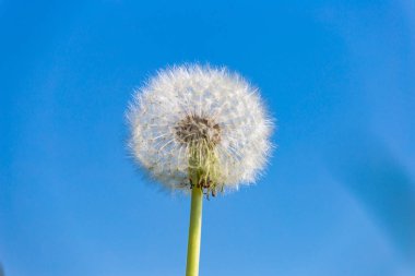 Güney Almanya bahar gün mavi gökyüzü karahindiba