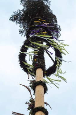 güneşli bir akşamı Güney Almanya kırsal kesimde dans direği çam ağacı