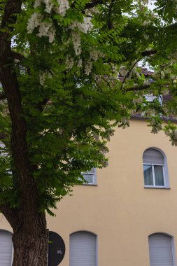 LimeTree dalları ve ilkbahar Güney Almanya'da çiçeği