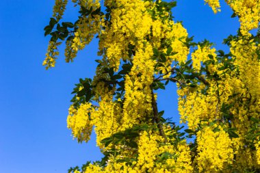 Bahar çiçeği Güney Almanya'da bir bikeway kırsal kırsal kesimde, parlak renkler