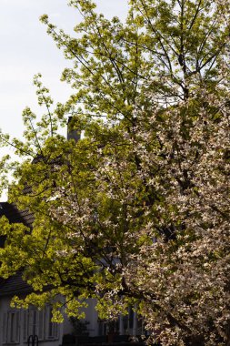 yeşil bahar dalları yeşillik kentin güney Almanya