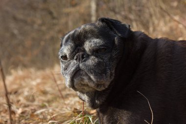 adlandırılmış adelheid Ocak ayında kış güneşi rahatlatıcı Güney Almanya park alan yapıyor Pug mops