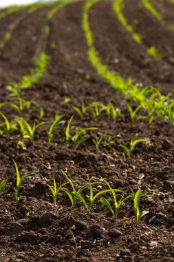 Genç Mısır bitki ve Güney Almanya kırsal kırsal bahar Mayıs güneşli sabah alanında