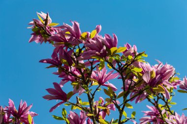 Manolya yeşillik çiçek güzel mavi gökyüzünde bahar güneşli mutlu tatil, Güney Almanya kırsal kırsal üzerinde