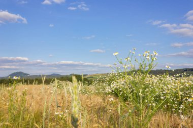 papatya veya papatya çiçek mavi gökyüzü altındaki Mısır alanında Güney Almanya'nın kırsal kırsalında yaz güneş günü