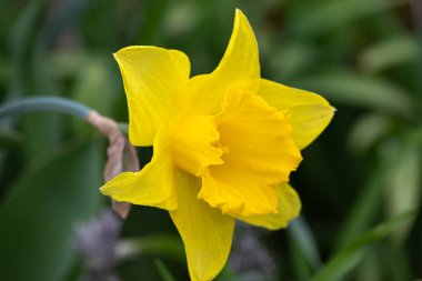 yeşil çim mutlu iyimser bakmak Güney Almanya'da Doğu bahar çiçekleri