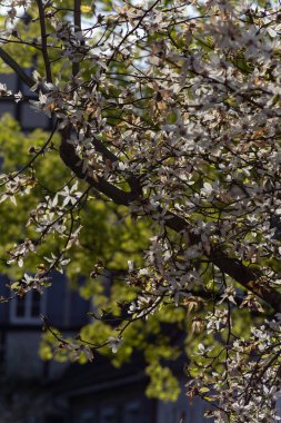 yeşil bahar dalları yeşillik kentin güney Almanya
