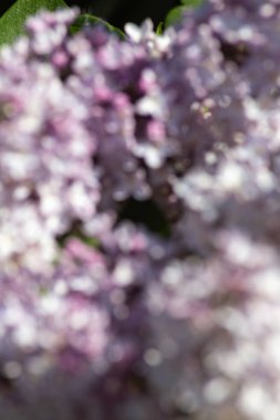 çiçeği bulanıklık arka plan bahar renkleri güneş gününde Güney Almanya'da