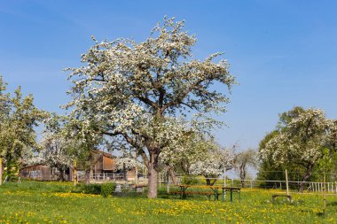 bahar elma çiçeği alan güney Almanya kırsal kırsal tatil mavi gökyüzünde, pastoral Alman beergarden