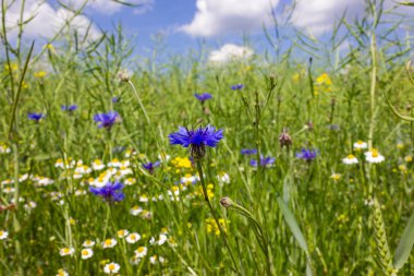 Peygamber çiçeği ve camille Güney Almanya'nın kırsal kırsal alanında buğday