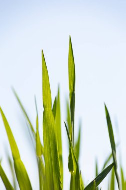 Güney Almanya bahar güneşli mavi gökyüzü gün alanında genç Mısır bitki