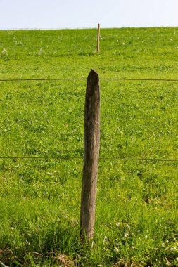 çit bahar üzerinde yeşil çim çayır, mera