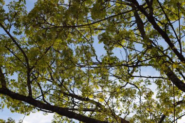 Bahar çiçeği Güney Almanya mutlu tatil rahatlatıcı, tarihi kent mavi gökyüzünde üzerinde sıcak güneşin tadını çıkarın
