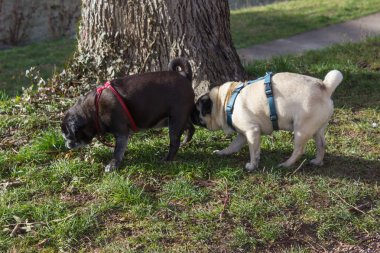 adlandırılmış adelheid ve diğer pug willie şehir park Güney Almanya tarihi şehrin adında Pug mops