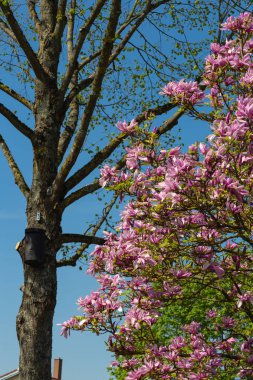 Manolya yeşillik çiçek güzel mavi gökyüzünde bahar güneşli mutlu tatil, Güney Almanya kırsal kırsal üzerinde
