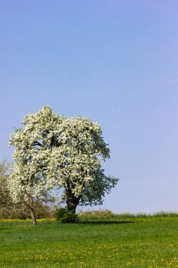 elma ağacı ile ufuk mavi gökyüzü güneşli bahar elma çiçeği yeşil çim gün çiçeği