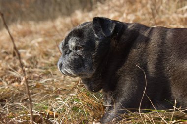 adlandırılmış adelheid Ocak ayında kış güneşi rahatlatıcı Güney Almanya park alan yapıyor Pug mops