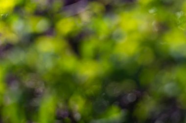 çiçeği bulanıklık arka plan bahar renkleri güneş gününde Güney Almanya'da