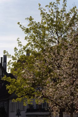 yeşil bahar dalları yeşillik kentin güney Almanya