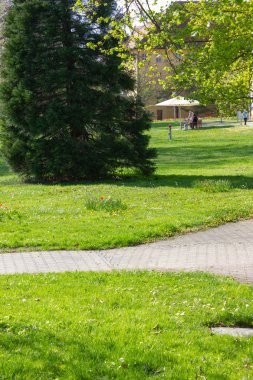 Park ağaçlar ve dalları ile yeşillik sprintime güneşli güney Almanya mutlu tarihi şehir ve sıcak Güney rüzgarları