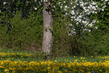 Karahindiba elma çiçeği çayır bahar iyimser güneşli bir
