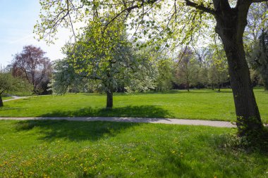 Park ağaçlar ve dalları ile yeşillik sprintime güneşli güney Almanya mutlu tarihi şehir ve sıcak Güney rüzgarları