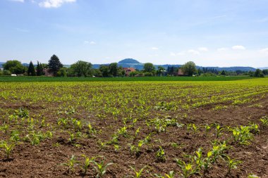 mavi gökyüzü güneş bahar gün Güney Almanya'da altında genç Mısır alan