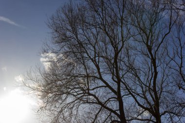 mavi gökyüzünde şehir Münih ve stuttgart yakınındaki güney Almanya kırsal kırsal Aralık advent güneşli günde ağaçta