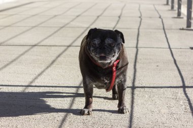 Adelheid açık nehir kenarında yürüyüşe Şubat güneşli öğleden sonra adında pug mops