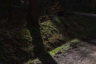 ağaçlar ve dalları Paskalya bahar tatil güneşli mavi gökyüzü sabah Güney Almanya kırsal kırsal kesimde yolculuk tutkusu