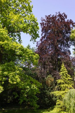 yeşil bahar ağaçlara Şehir Parkı Güney Almanya tarihi manzara