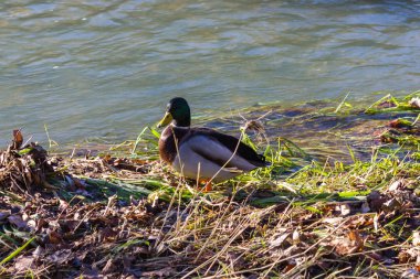 ördekler nehir kenarında bir Aralık advent Münih ve stuttgart yakınındaki güney Almanya kırsal kırsal kesimde güneşli günde tadını çıkarın