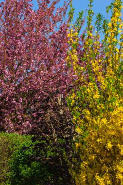 Güney Almanya'da mavi gökyüzü güneşli güzel güçlü Bahar çiçeği
