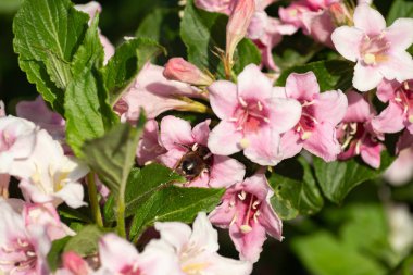 Bahar çiçeği Güney Almanya'da bir bikeway kırsal kırsal kesimde, parlak renkler