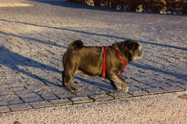 Pug bezleri adelheid bir Noel'de adlı bir şehir Münih ve stuttgart yakınındaki güney Almanya'nın Aralık öğleden sonra parkta