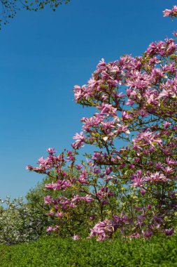 Manolya yeşillik çiçek güzel mavi gökyüzünde bahar güneşli mutlu tatil, Güney Almanya kırsal kırsal üzerinde