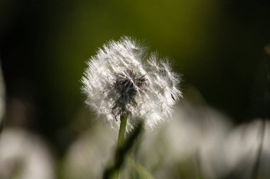 Güney Almanya kırsal kırsal bahar çayırda karahindiba tohum