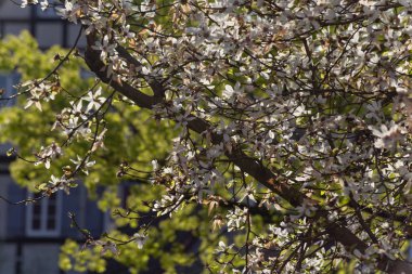 yeşil bahar dalları yeşillik kentin güney Almanya
